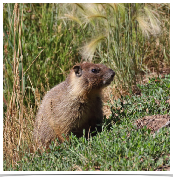 Yellow-bellied Marmot